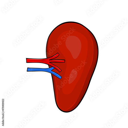 Human spleen in cartoon style for medical design