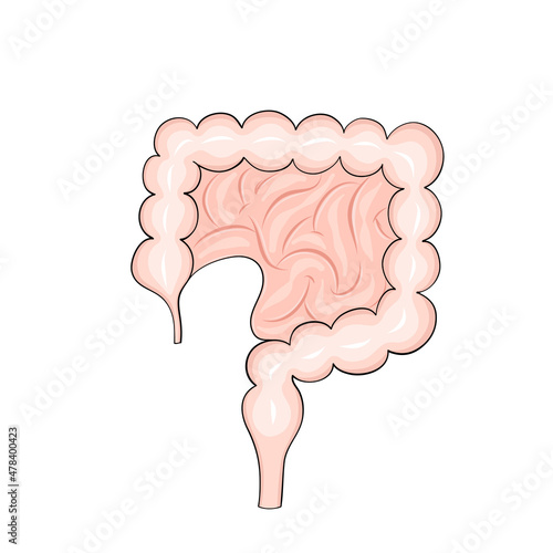 Human intestines in cartoon style for medical design