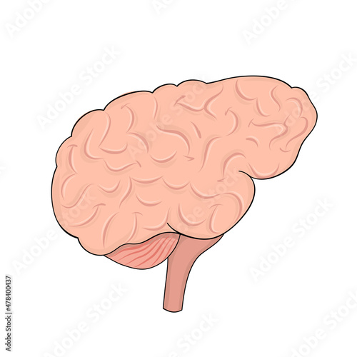 Human brain in cartoon style for medical design