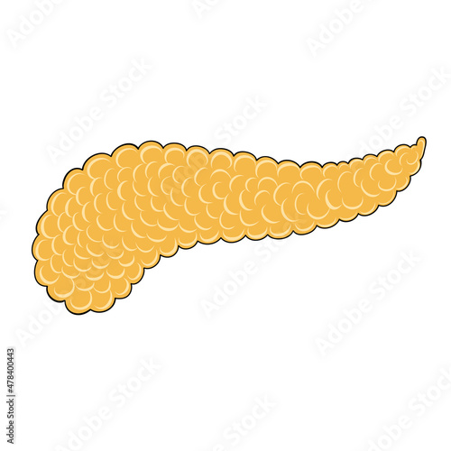 Human pancreas in cartoon style for medical design