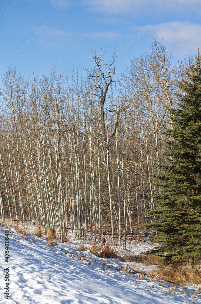 Winter Scenery at Pylypow Wetlands Winter Scenery at Pylypow Wetlands