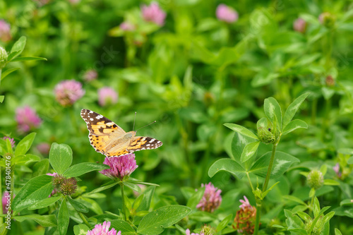 Canvas Print Thistle butterfly on a clover flower.
