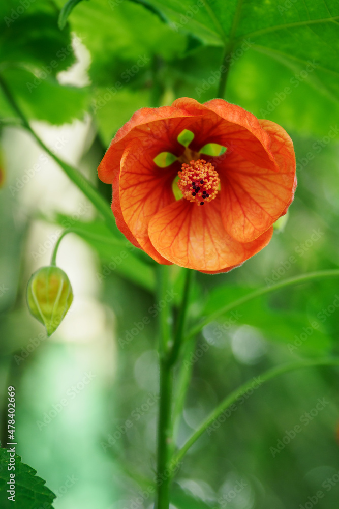 Beautiful flower of a Chinese rose plant. Beautiful flower of a Chinese rose plant.
