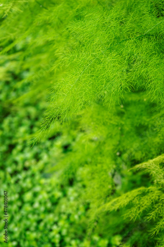 Fern with green leaves growing in nature. 