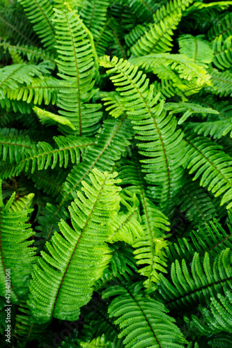 Fern with green leaves growing in nature. 
