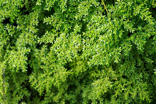 Fern with green leaves growing in nature. 