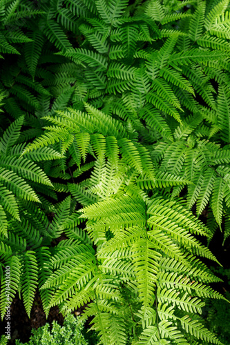 Fern with green leaves growing in nature. 