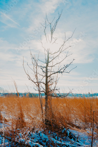 tree in the snow