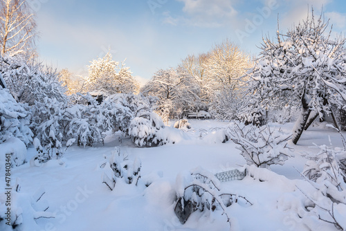 Garden with a thick layer of snow on a sunny winter day