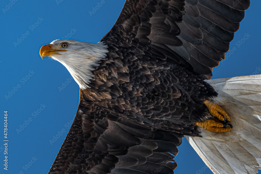 Fototapeta premium Bald Eagle (Haliaeetus leucocephalus) in Flight, WA