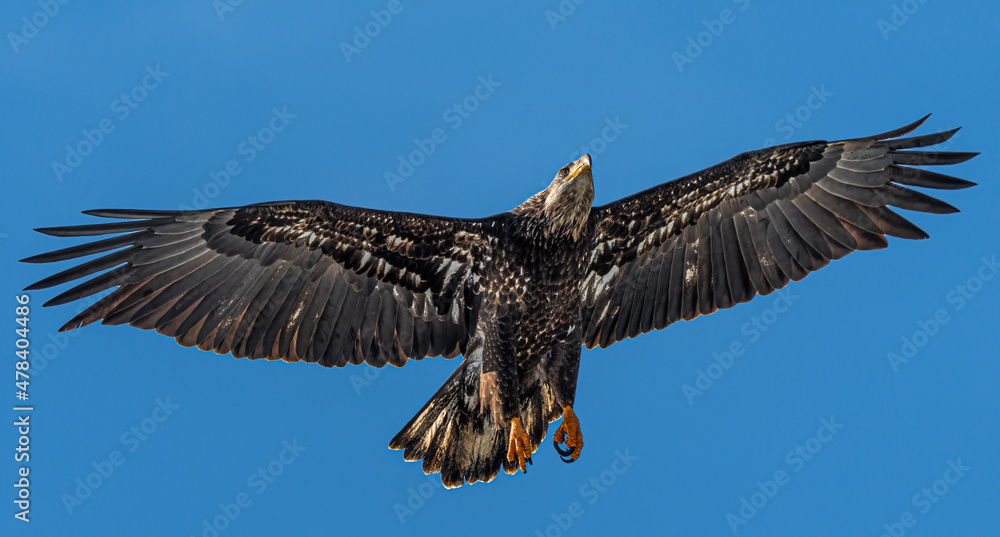 Fototapeta premium Bald Eagle (Haliaeetus leucocephalus) in Flight, WA