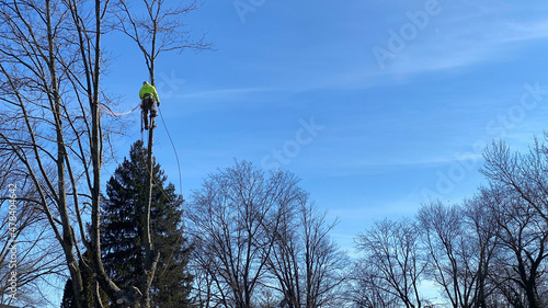 A man cuts down a tree