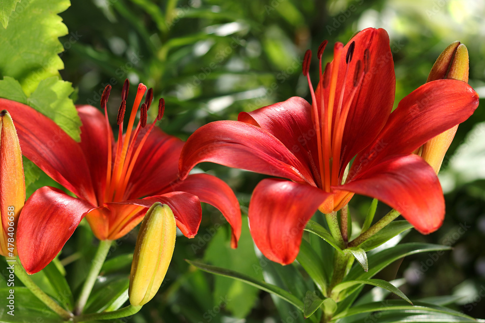Beautiful Lily flower on green leaves background. Red orange Lily flowers in garden. Lilies blooming . Lilium belonging to the Liliaceae. Image plant blooming orange tropical flower Tiger Lily. Spring Beautiful Lily flower on green leaves background. Red orange Lily flowers in garden. Lilies blooming . Lilium belonging to the Liliaceae. Image plant blooming orange tropical flower Tiger Lily. Spring