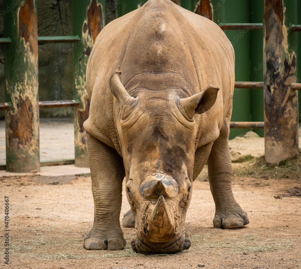 Southern White Rhino feeding on ground as zoo animal located in Birmingham Alabama. Southern White Rhino feeding on ground as zoo animal located in Birmingham Alabama.