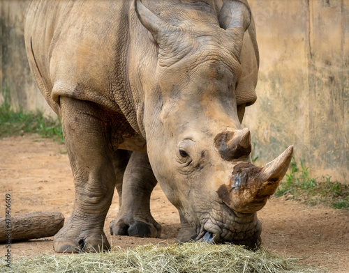 Southern White Rhino feeding on ground as zoo animal located in Birmingham Alabama.