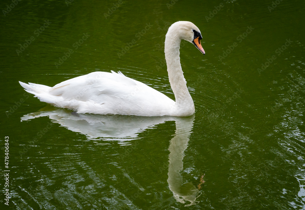Mute Swan swimming in pond as zoo animal located in Birmingham Alabama. Mute Swan swimming in pond as zoo animal located in Birmingham Alabama.