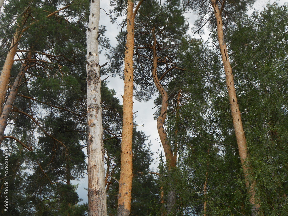 Fototapeta premium Trees in the forest