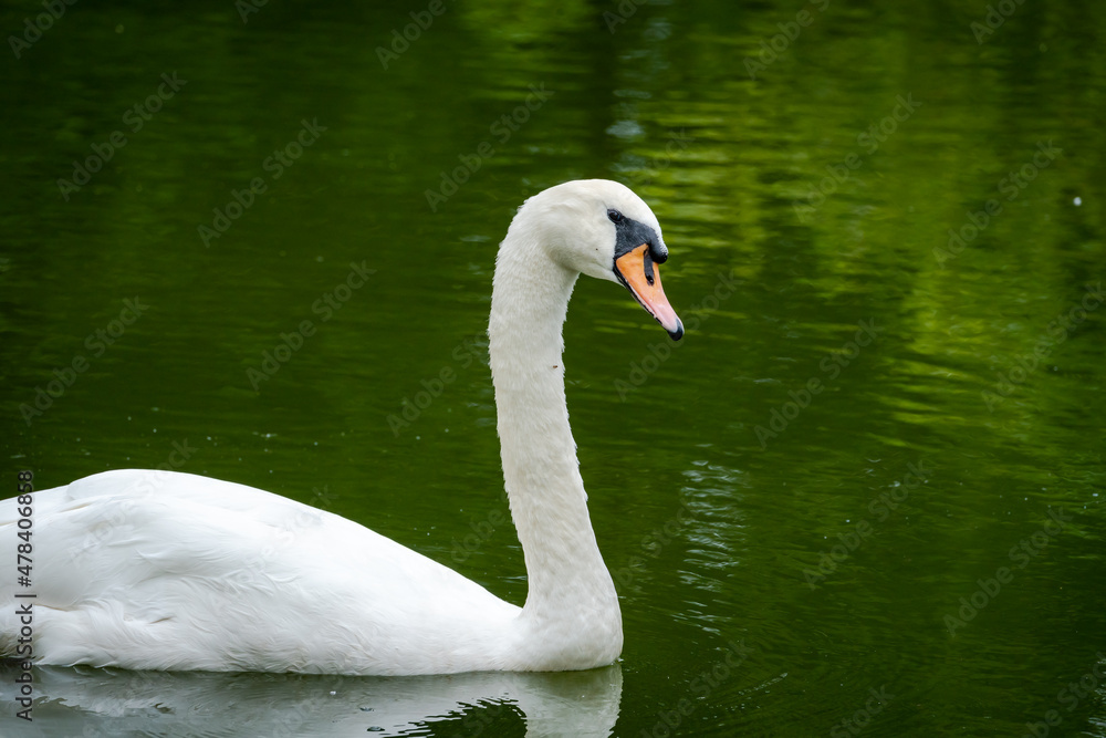 Mute Swan swimming in pond as zoo animal located in Birmingham Alabama. Mute Swan swimming in pond as zoo animal located in Birmingham Alabama.