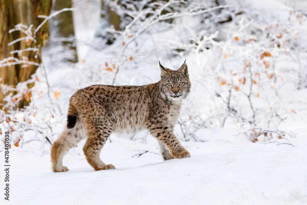 Obraz premium Lynx in winter. Young Eurasian lynx, Lynx lynx, walks in snowy beech forest. Beautiful wild cat in nature. Cute animal with spotted orange fur. Beast of prey in frosty day. Predator in habitat.