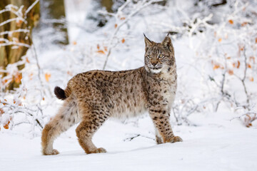 Sierkussen Lynx Lynx wandelt door besneeuwd beukenbos  © Vaclav