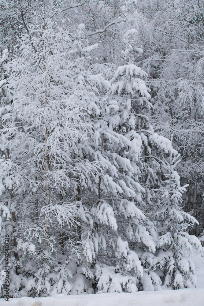 winter forest after a snowfall, sunny day, trees in the snow winter forest after a snowfall, sunny day, trees in the snow