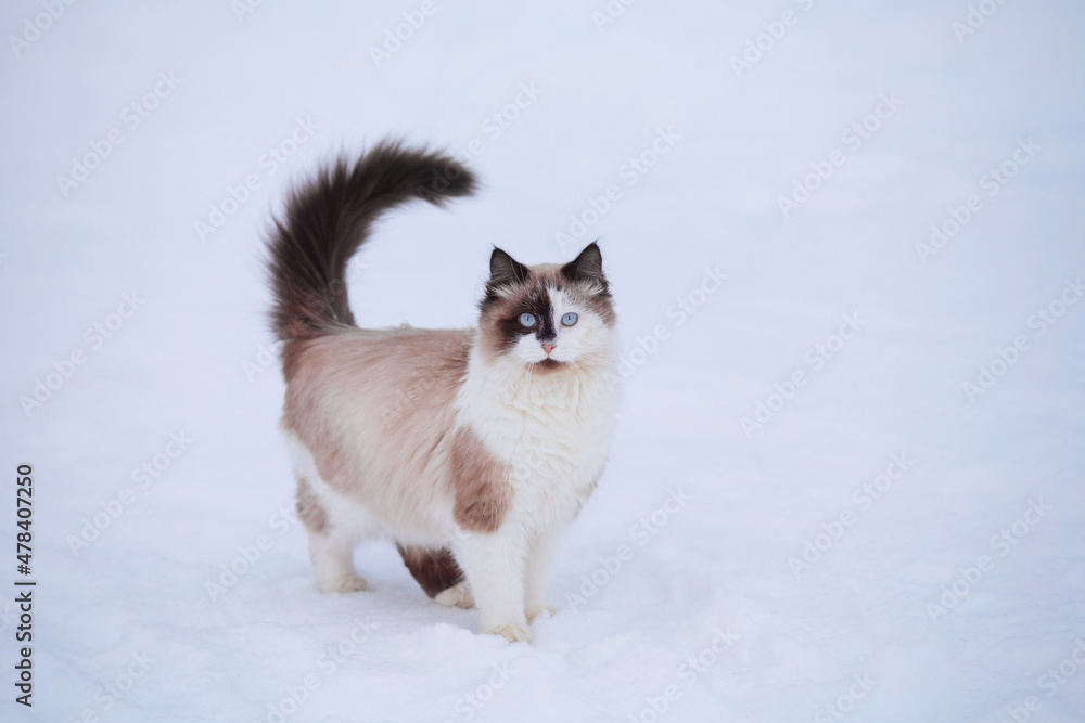 Domestic cat walks in winter in the yard, sitting on the path between snowdrifts, sunny day