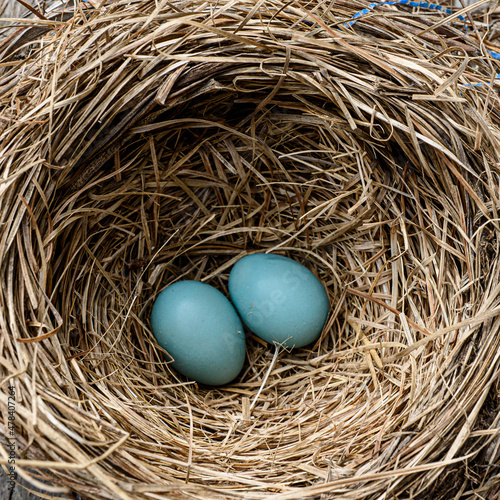 Two turquoise eggs in a robin's nest