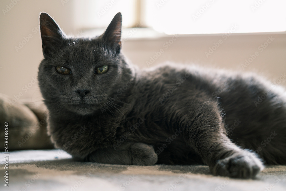 Grey cat in the living room Grey cat in the living room