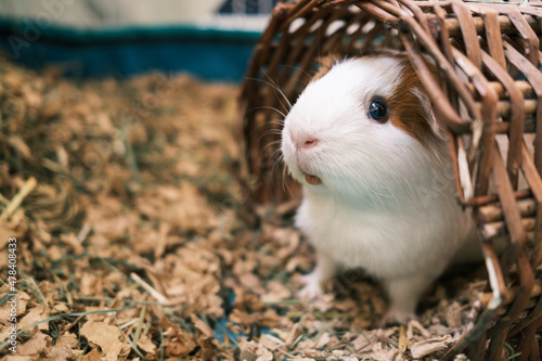 Cute guinea pig looking out photo