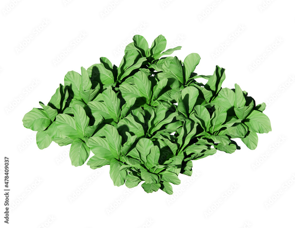 Fototapeta premium isometric plant bush 3d rendering for garden
