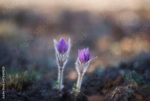 Spring flower. Dream-grass (Pulsatilla) blooms spring in the forest. Purple Pulsatilla flowers close-up in sunlight, beautiful bokeh. Postcard with a copy of the space.