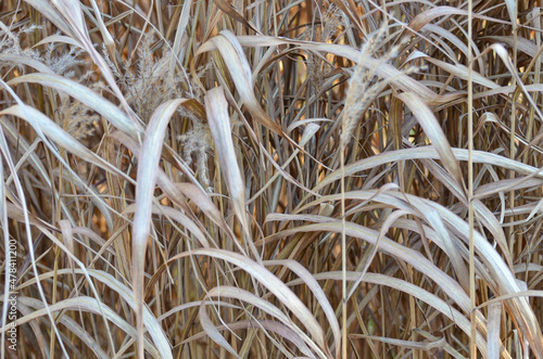 Blades of Thick Tall Brown Grass