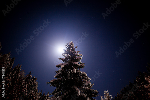 snow-capped trees at night in the moonlight, trees in the mountains at night covered with snow