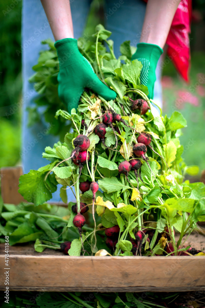 Woman harvests radish from her garden Woman harvests radish from her garden