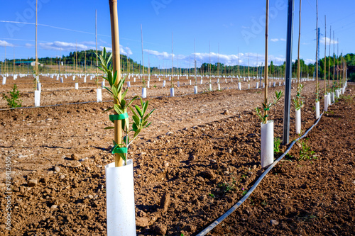 Drip irrigated crops in a rainfed area. photo