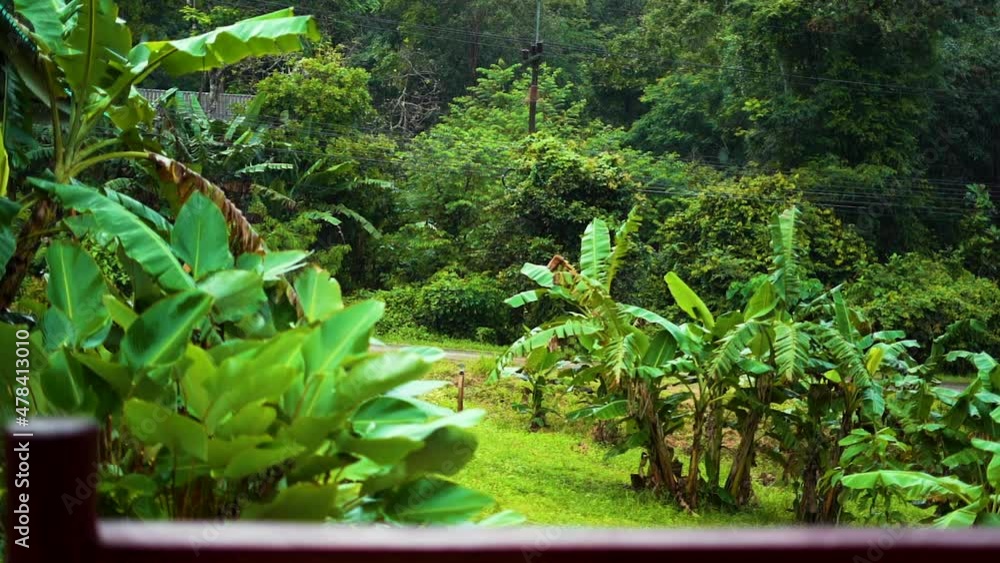 Rain with tropical trees background, Thailand. Rain with tropical trees background, Thailand.