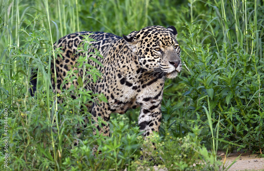 Fototapeta premium Crouching Jaguar is hiding in the green thickets of grass. Green natural background . Panthera onca. Natural habitat. Brazil.