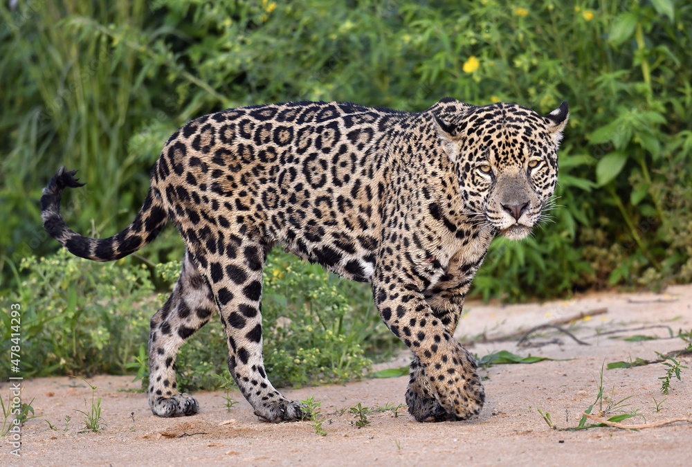 Jaguar walking along the sandy river bank. Panthera onca. Natural habitat. Brazil Jaguar walking along the sandy river bank. Panthera onca. Natural habitat. Brazil