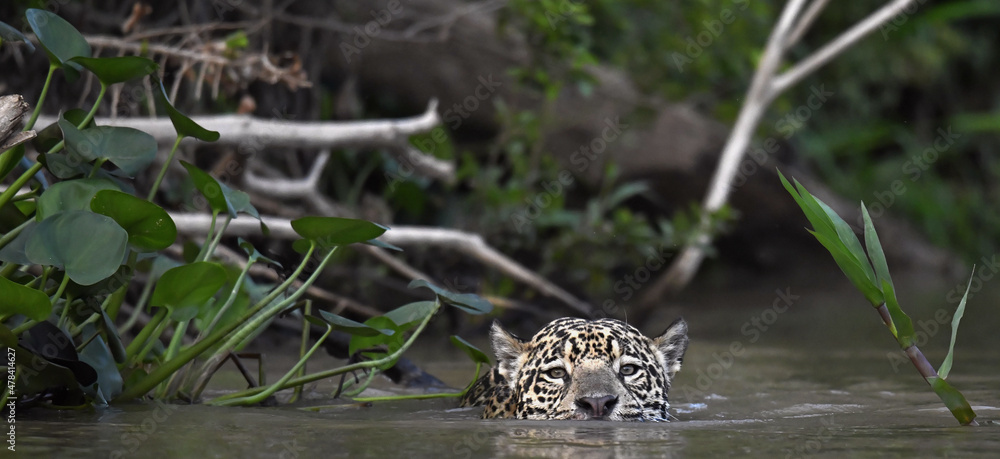 Swimming Jaguar in the river. Front view. Panthera onca. Natural habitat. Cuiaba river, Brazil Swimming Jaguar in the river. Front view. Panthera onca. Natural habitat. Cuiaba river, Brazil
