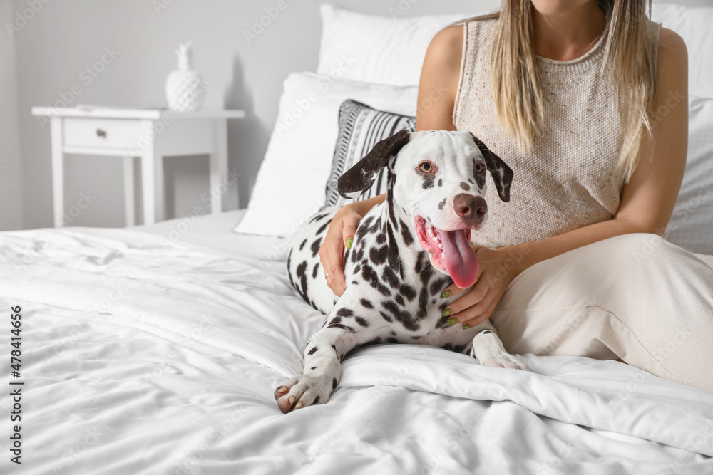 Funny Dalmatian dog with owner on bed at home