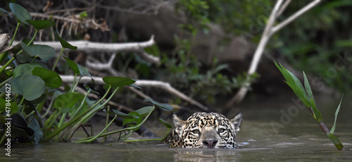 Swimming Jaguar in the river. Front view. Panthera onca. Natural habitat. Cuiaba river, Brazil