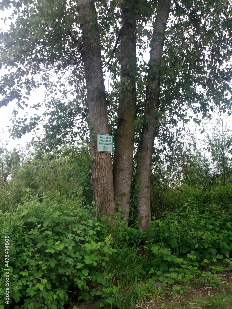 Fototapeta premium trees in the woods