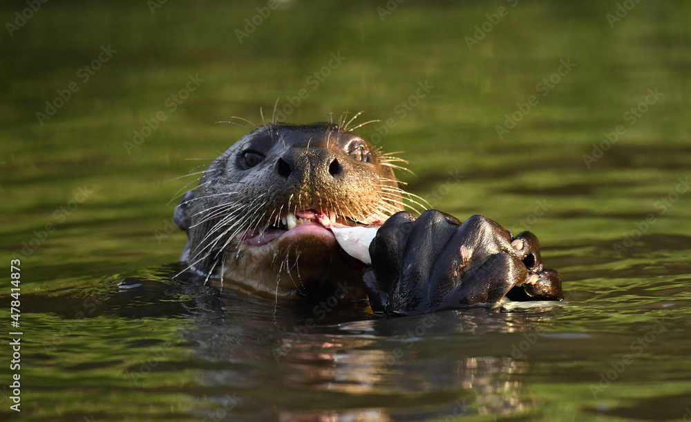 Giant otter swimming in the water in sunset light. Giant River Otter, Pteronura brasiliensis. Natural habitat. Brazil Giant otter swimming in the water in sunset light. Giant River Otter, Pteronura brasiliensis. Natural habitat. Brazil