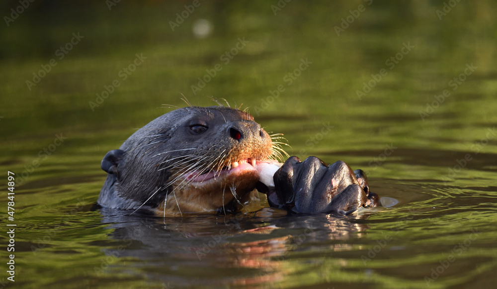 Fototapeta premium Giant otter swimming in the water in sunset light. Giant River Otter, Pteronura brasiliensis. Natural habitat. Brazil