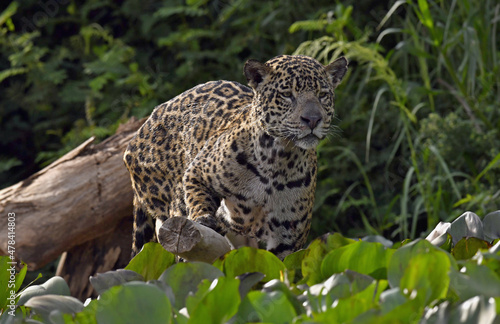 Crouching Jaguar is hiding in the green thickets of grass. Green natural background . Panthera onca. Natural habitat.  Brazil.