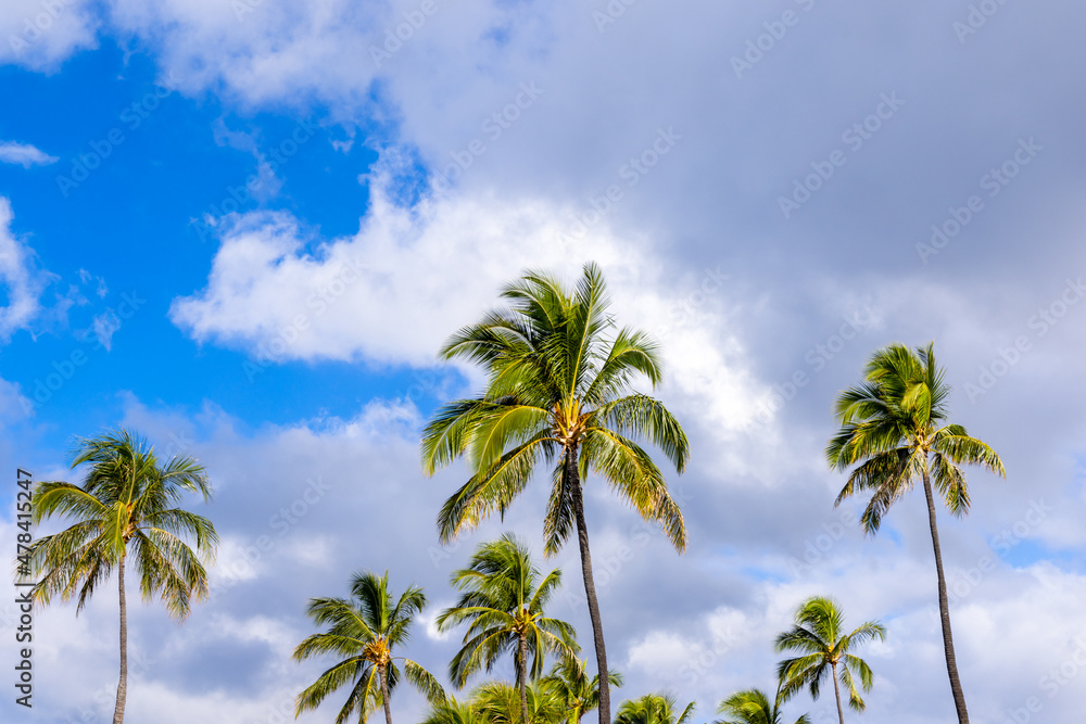 A group of palm trees with blue skies and clouds in a tropical location.