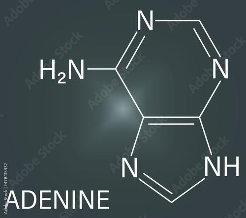 Adenine purine nucleobase molecule. Base present in DNA and RNA. Skeletal formula.
