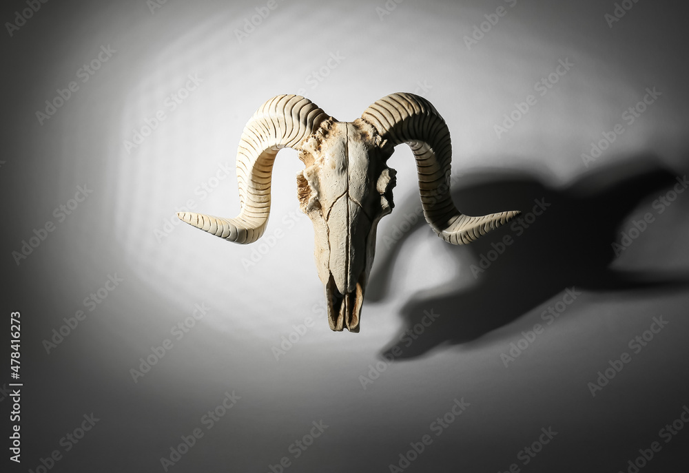 Fototapeta premium Skull of sheep on dark background