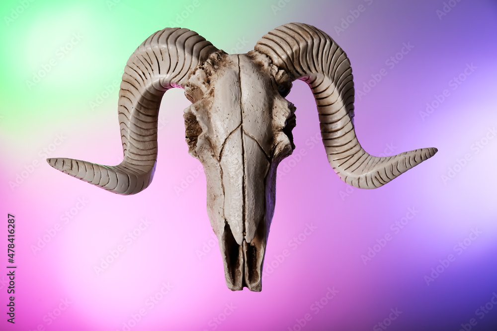 Fototapeta premium Skull of sheep on color background
