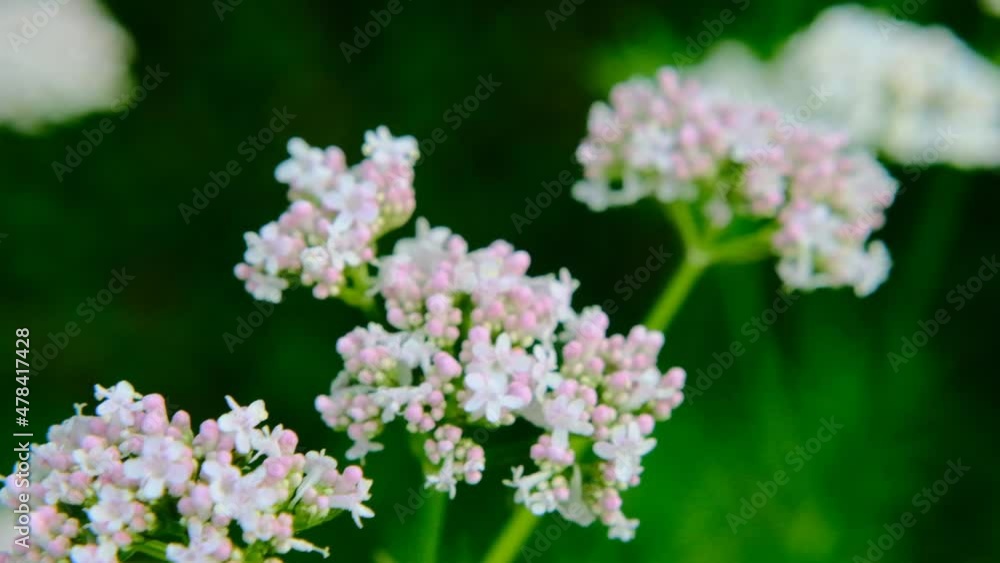 Valerian officinalis.Valerian herb. garden heliotrope.Flowering Valerian.Valerianaceae. Healing flowers and herbs.White flowers of Valerian officinalis. 4k footage Valerian officinalis.Valerian herb. garden heliotrope.Flowering Valerian.Valerianaceae. Healing flowers and herbs.White flowers of Valerian officinalis. 4k footage